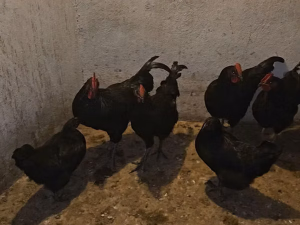 Chickens