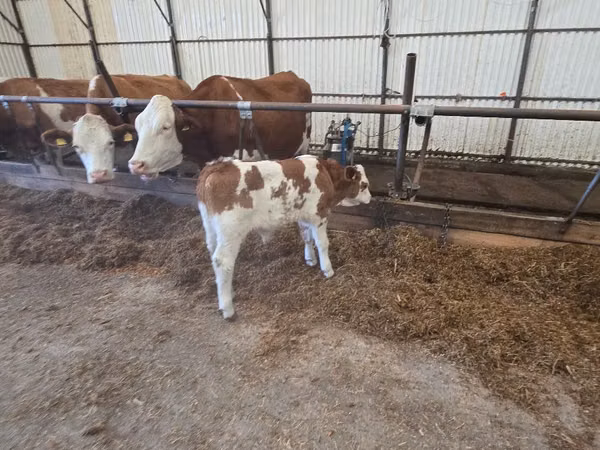 Byk, Simmental cattle