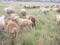 भेड़ें (लॉट, लिंग निर्दिष्ट नहीं), भेड़ — फ़ोटो 2
