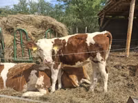 Vaca, Simmental cattle — foto 4