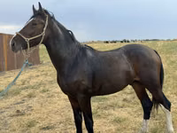 Aygır, Orlov Trotter — foto 6
