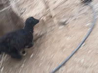 பெண் வெள்ளாடு, வெள்ளாடுகள் — புகைப்படம் 8