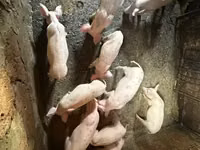 ნეზვი — ფოტო 3