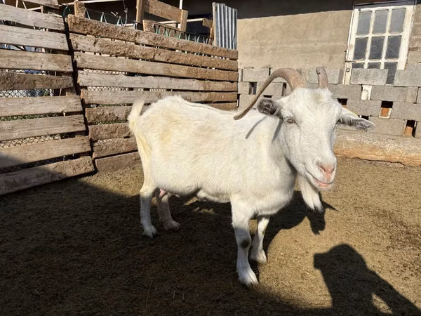 Echki, Saanen goat