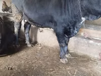公牛, Aberdeen-Angus — 照片 2