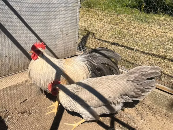 Leghorn