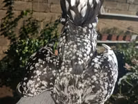 Chickens — الصورة 5