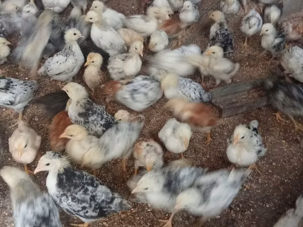 Chickens — Azerbaïdjan