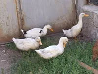 Ducks — zdjęcie 2