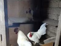 Chickens — الصورة 1