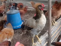 Chickens — foto 1
