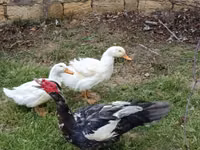 Ducks — 3-сурет