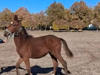 母马, Horses — 照片 2