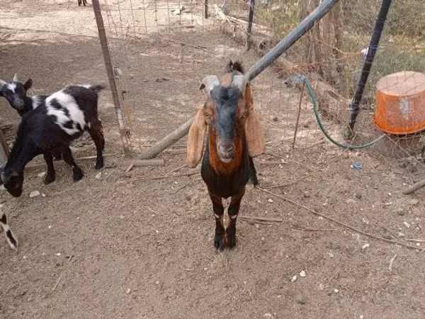 Koza, Kozy