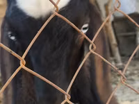 Ziegenbock, Nubian Goat — Foto 2