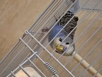 Dalğalı tutuquşu və qəfəs dəsti - Növ: dalğalı tutuquşu (budgerigar) — Foto 3
