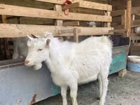 Cabra, Saanen goat — foto 5