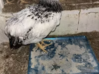 Brahma — foto 4