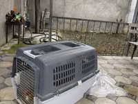 Heyvan daşıma konteyneri (pet carrier) - Material: möhkəm plastik — foto 4