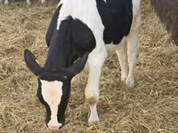 Buqa, Russian Black pied cattle — 1-rasm
