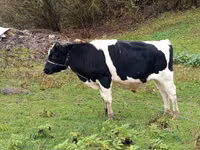 காளை, Russian Black pied cattle — புகைப்படம் 1