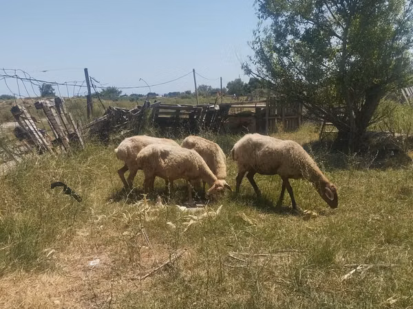 Ovce (šarže, pohlaví neuvedeno), Ovce — Ázerbájdžán