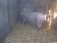 母猪, Pigs — 照片 3