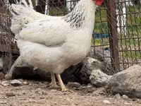 Chickens — 写真 1