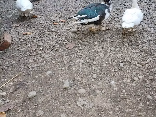 Ducks — Azerbaijão