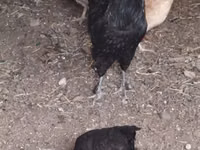 Chickens — photo 2