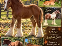 母马, Gypsy horse — 照片 1