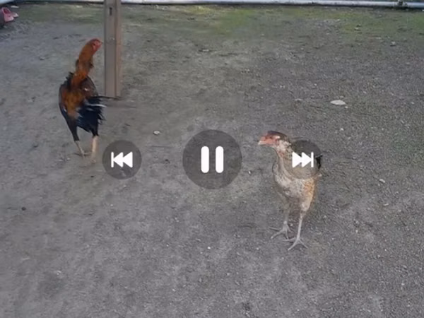 Chickens