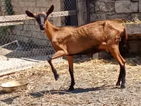 თხა, Alpine goat — ფოტო 2