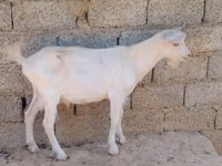 செம்மறியாடுகள் (தொகுதி, பாலினம் குறிப்பிடப்படவில்லை), வெள்ளாடுகள் — புகைப்படம் 4
