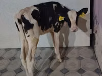 Sigir, Gollandiyalik zot — 4-rasm