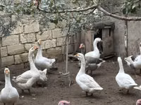 Geese — 照片 3
