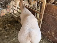 Carneiro, Rhon sheep — foto 6