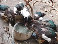 Ducks — foto 1