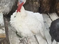 Turkeys — foto 2