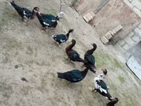 Ducks — 3-rasm