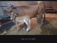 பசு, மாடுகள் — புகைப்படம் 3