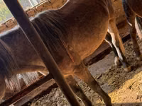 母马, Horses — 照片 5