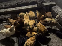 Chickens — 写真 1