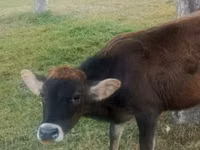 Vaca, Ganado vacuno — foto 4