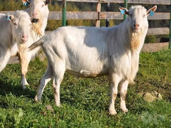 Kozy (partia, płeć nieokreślona), Saanen goat