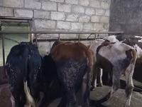 காளை, Russian Black pied cattle — புகைப்படம் 4