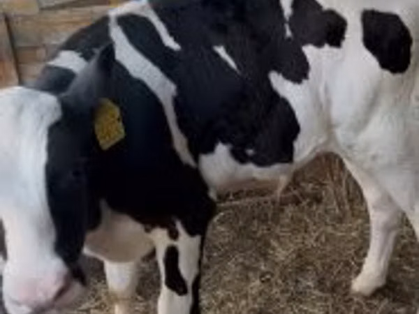 Taureau, Russian Black pied cattle