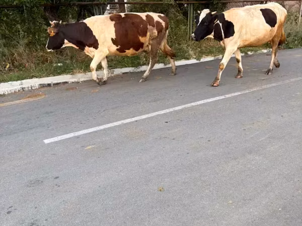 雌牛, Russian Black pied cattle