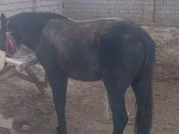 Cavalos (lote, sexo não especificado), Cavalos — foto 2