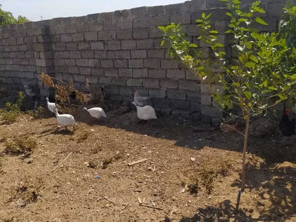 Chickens